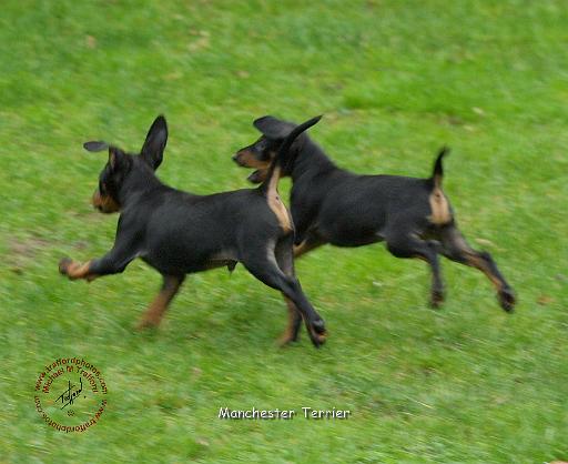 Manchester Terrier 9B079D-05.JPG